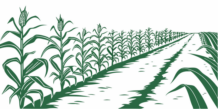 A green cornfield with rows of corn plants growing Vector