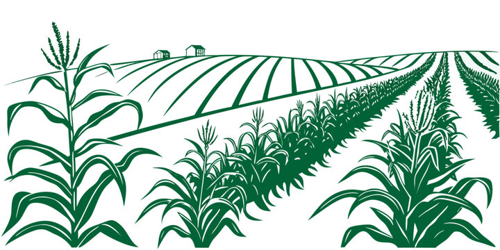 A green illustration of a cornfield with rows of crops Vector