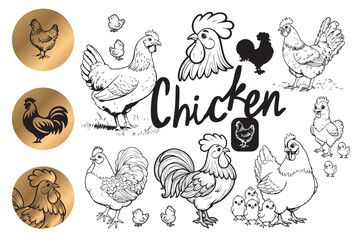 Vector illustration of a chicken in black line art. The image includes the English word "chicken" and depicts chickens in various poses. © Eakglory