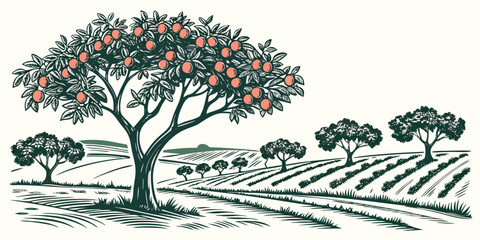 Fototapeta premium An orange tree in a field with rows of crops Vector