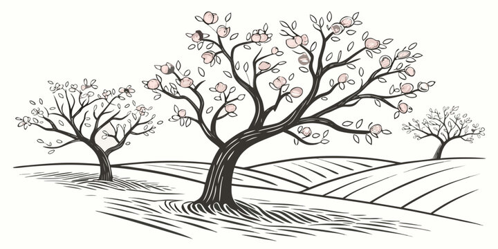 A tree with pink blossoms in an orchard Vector