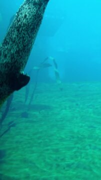 Spotted seal swimming underwater in deep blue water environment. Close up view of the spotted fur of a seal swimming in clear blue water