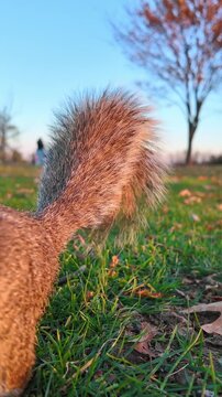 Close up detail of a fluffy squirrel tail texture. Detailed view of a squirrel's bushy tail fur on grass in golden hour lighting.
