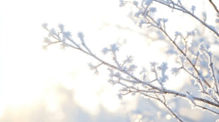 Winter Whispers: A delicate dance of frost-kissed branches against the soft, radiant glow, capturing the serene beauty of a winter's day.