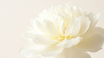 Obraz premium Floral Delight: A close-up shot of a pristine, white peony flower, its delicate petals radiating outward. It captures the essence of pure beauty and serenity.