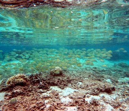school of tropical fishes of acanthurus triostegus, the convict surgeonfish in Indian ocean lagoon