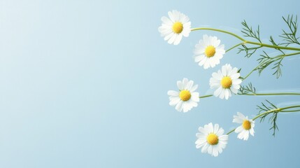 Obraz premium Daisy Delight: Delicate daisy blooms dance gracefully against a soothing pastel backdrop, embodying purity and the simple joy of nature. 
