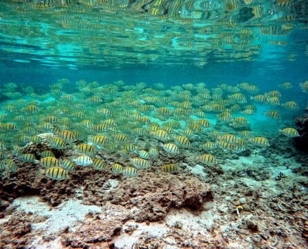 school of tropical fishes of acanthurus triostegus, the convict surgeonfish in Indian ocean lagoon