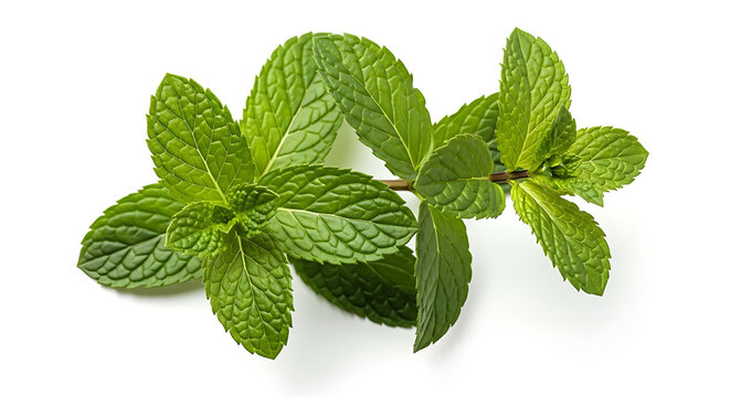 A sprig of fresh mint leaves