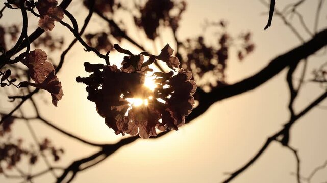 Footage of a golden sunbeam filters through the Pink Tecoma, painting its blossoms in warm light