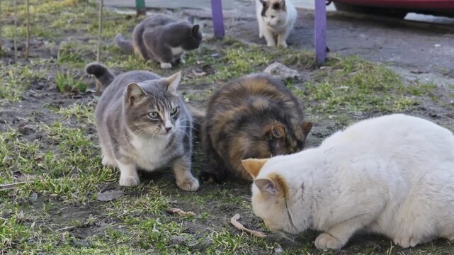 A group of mixed breed stray cats eat food and lick their lips while standing on patchy grass and dirt outdoors. Concept of animal welfare, feeding homeless pets, and feline survival.