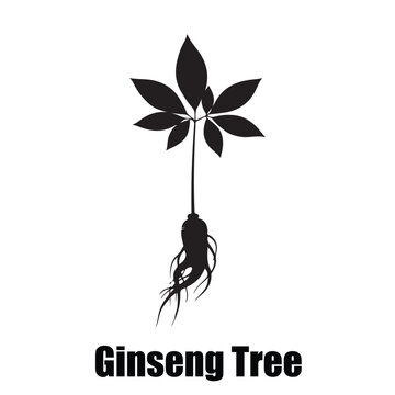  Ginseng Tree Botanical Icon with Palmately Compound Leaves and Fleshy Root