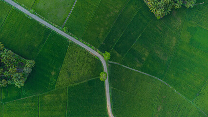 Top down aerial view of lush green rice field with scenic path © Jejak Publa 24