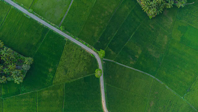 Top down aerial view of lush green rice field with scenic path