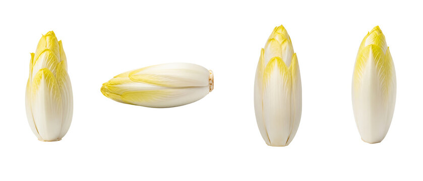 Four Belgian Endives Arranged on a White Background.