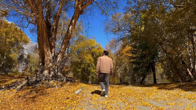 Man walking in autumn park, leaves falling Man Walking Through Golden Autumn Forest With Fallen Leaves in Naltar Valley, Pakistan