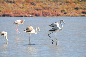 Obraz premium The beautiful bird Flamingo in the natural environment in Lady's Mile Limassol 