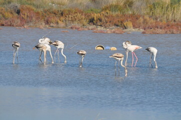 The bird Flamingo in the natural environment in Lady's Mile Limassol