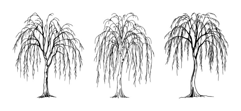 Weeping willow tree set with delicate lines and elegant trailing branches featuring fine line art, nature illustration, and intricate details with botanical drawing and organic shapes