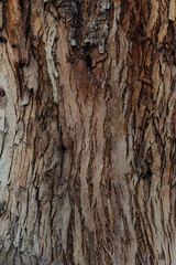 bark of a tree close up	