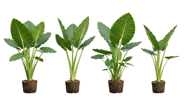 Giant taro, elephant ear, Alocasia macrorrhizos, tropical plant, green leaves, root ball, potted plant. Set of four exotic foliage plants with visible roots on a black background.