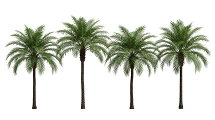 Obraz premium Palm tree, tropical, isolated, nature, plants, row, vegetation set of four realistic palm trees with green fronds on a black background for architectural visualization and design.