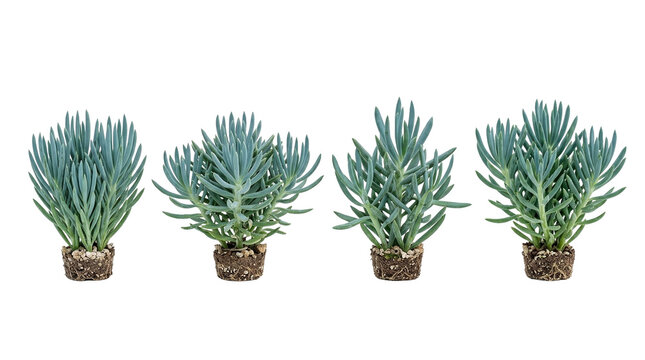 succulent, blue chalksticks, senecio mandraliscae, plant, botanical, root system, houseplant set of four young specimens with exposed roots and soil isolated on black background.