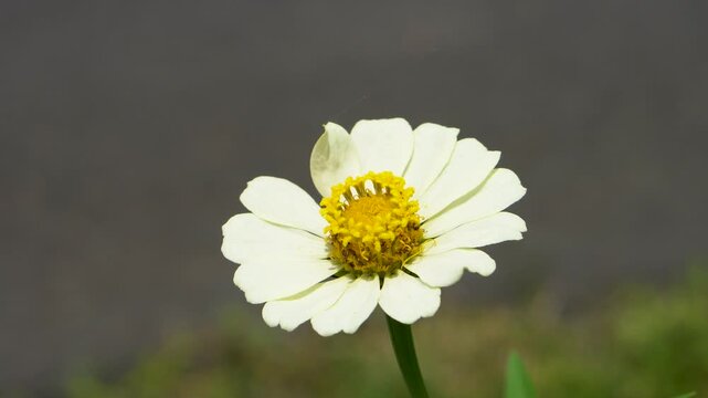Close-up of a beautiful white zinnia flower in bloom. This flower is very attractive to pollinators such as bees and butterflies.