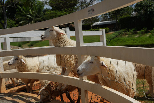 Close up Corriedale sheep in farm, cute animal wallpaper background.