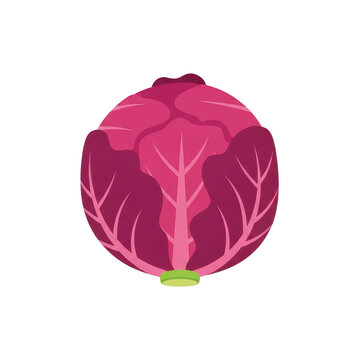 A red cabbage with a green stem isolated on transparent background