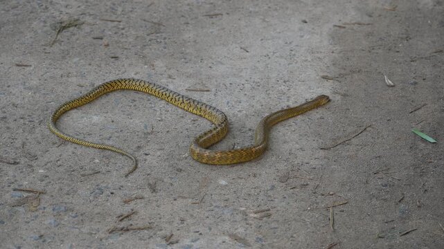 Ptyas mucosa snake. Its common name is&nbsp;Oriental rat snake and&nbsp;Indian rat snake. It&nbsp;is a common non-venomous&nbsp;species&nbsp;of&nbsp;colubrid&nbsp;snake&nbsp;found in parts of&nbsp;South&nbsp;and&nbsp;Southeast Asia. These are large snakes