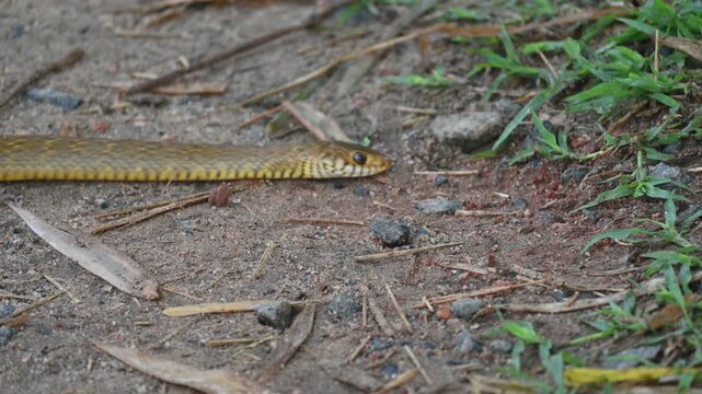 Ptyas mucosa snake. Its common name is&nbsp;Oriental rat snake and&nbsp;Indian rat snake. It&nbsp;is a common non-venomous&nbsp;species&nbsp;of&nbsp;colubrid&nbsp;snake&nbsp;found in parts of&nbsp;South&nbsp;and&nbsp;Southeast Asia. These are large snakes