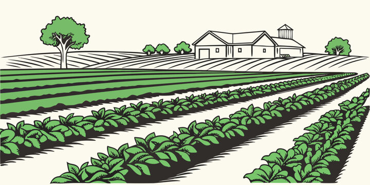 A large farm with rows of crops and a house Vector
