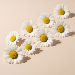 Obraz premium White Daisy Flowers on Beige Background with Copy Space (Flat Lay)