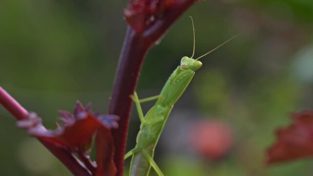 Juvenile Praying Mantis Perch On A Red Cranberry Hibiscus Plant Stem. Selective Focus Shot