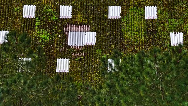 Aerial gliding above a weathered slate roof covered with moss and organic green patterns showing nature reclaiming architecture