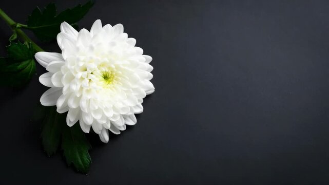 Elegant white chrysanthemum flower with green leaves against a dark background.