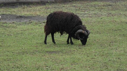 Fototapeta premium Black ram grazes on green grass in a field during the day while others rest nearby in a rural setting