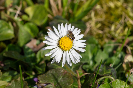 Species identification: Common Miniature Mining Bee (Andrena minutula) on a daisy flower (Bellis perennis), early spring observation.