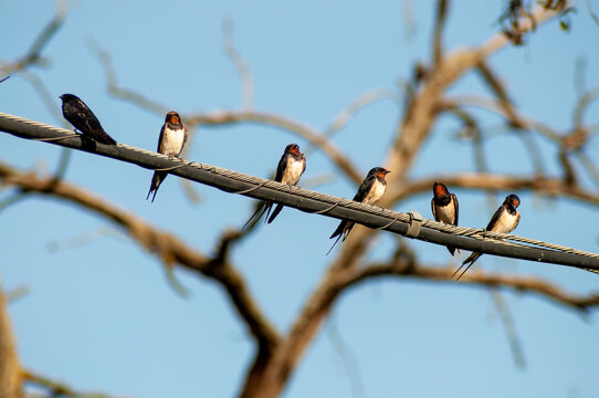 Golondrinas en el cable