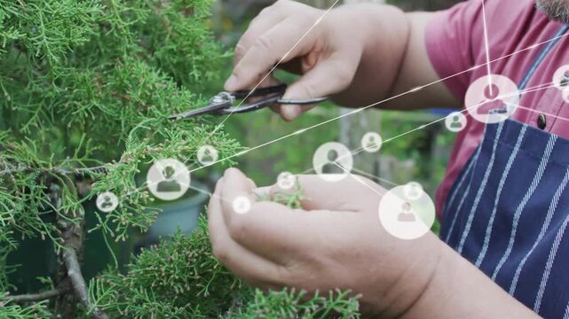 Gardener starting trimming evergreen, taking trims while network dots drifting over hands for care