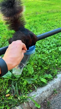 Black squirrel head inside plastic bag of nuts in park. Close up view of melanistic squirrel diving into clear plastic bag held by human hand on black railing.