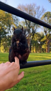 Person touching black squirrel belly while it eats nut. Human finger touching the fur of a dark squirrel sitting on a metal fence in a park.