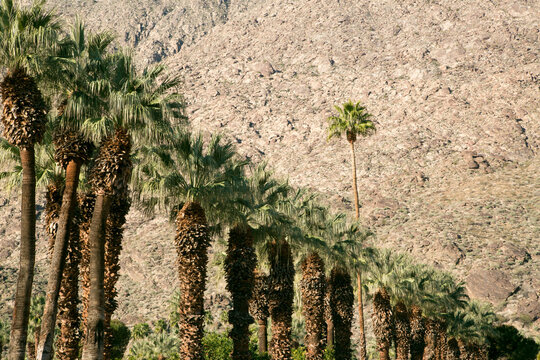 Tall palm tree standing above a grove against desert mountain backdrop