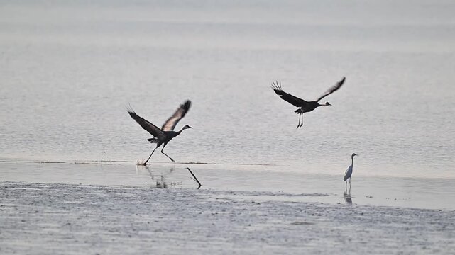 Common Cranes Flying Low Over Lake at Sunrise Wildlife Action Two Eurasian Cranes Landing in Wetland with White Egret 4K Slow Motion