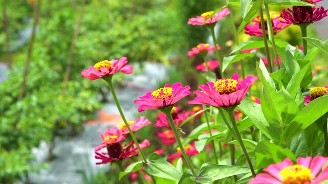 Bright pink zinnia flowers grow in a garden. These flowers are known for their vibrant colors of pink, red, yellow, and orange.