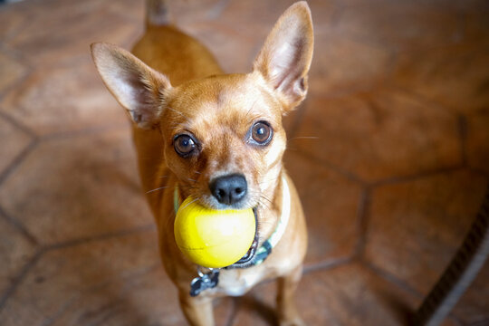 Merida, Mexico  Yucatan. Adorable brown Chihuahua with his yellow ball. 