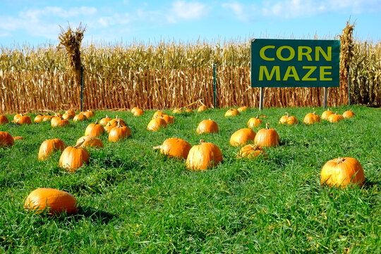 Riverdale, New York, USA.  .Pumpkins in field with corn maze sign at autumn farm