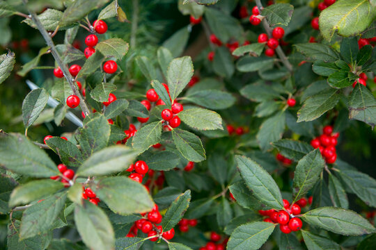 Red berries on green shrub close up