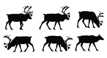 Fototapeta premium Reindeer in various walking and grazing positions